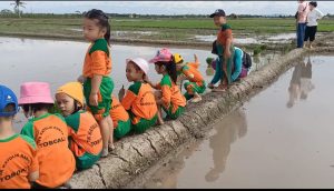 Siswa TK Karya bermain sambil mengenal alam di sawah